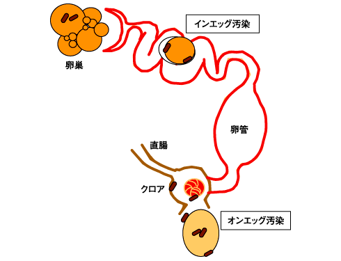 日本養鶏協会